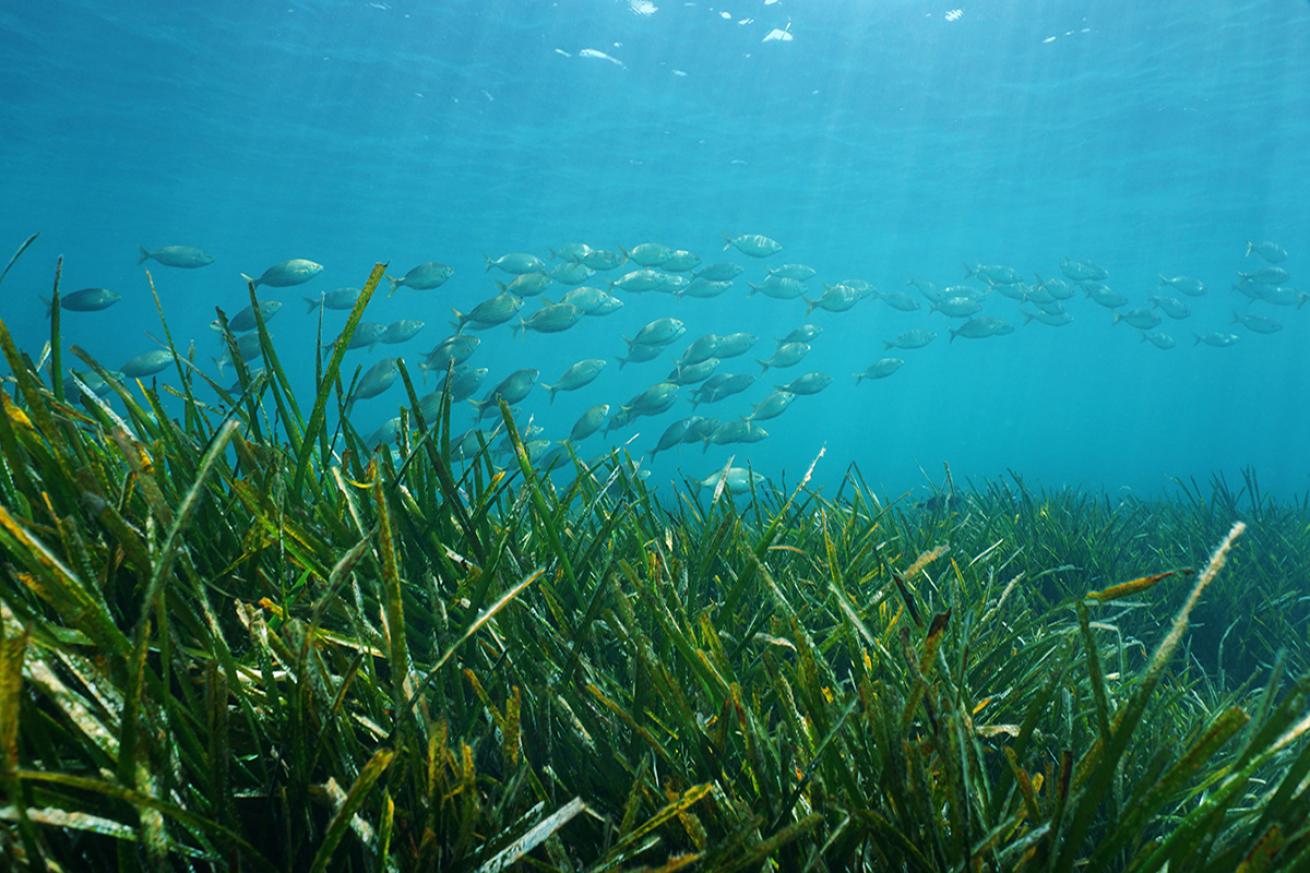 Fish over seagrass