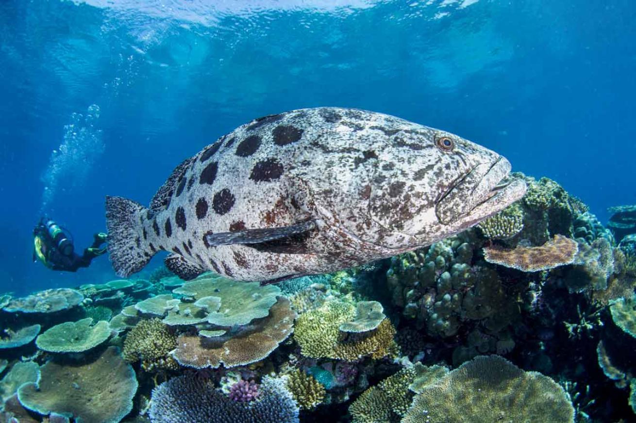 Giant potato cod