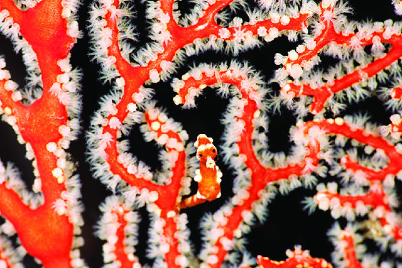 scuba diving raja ampat
