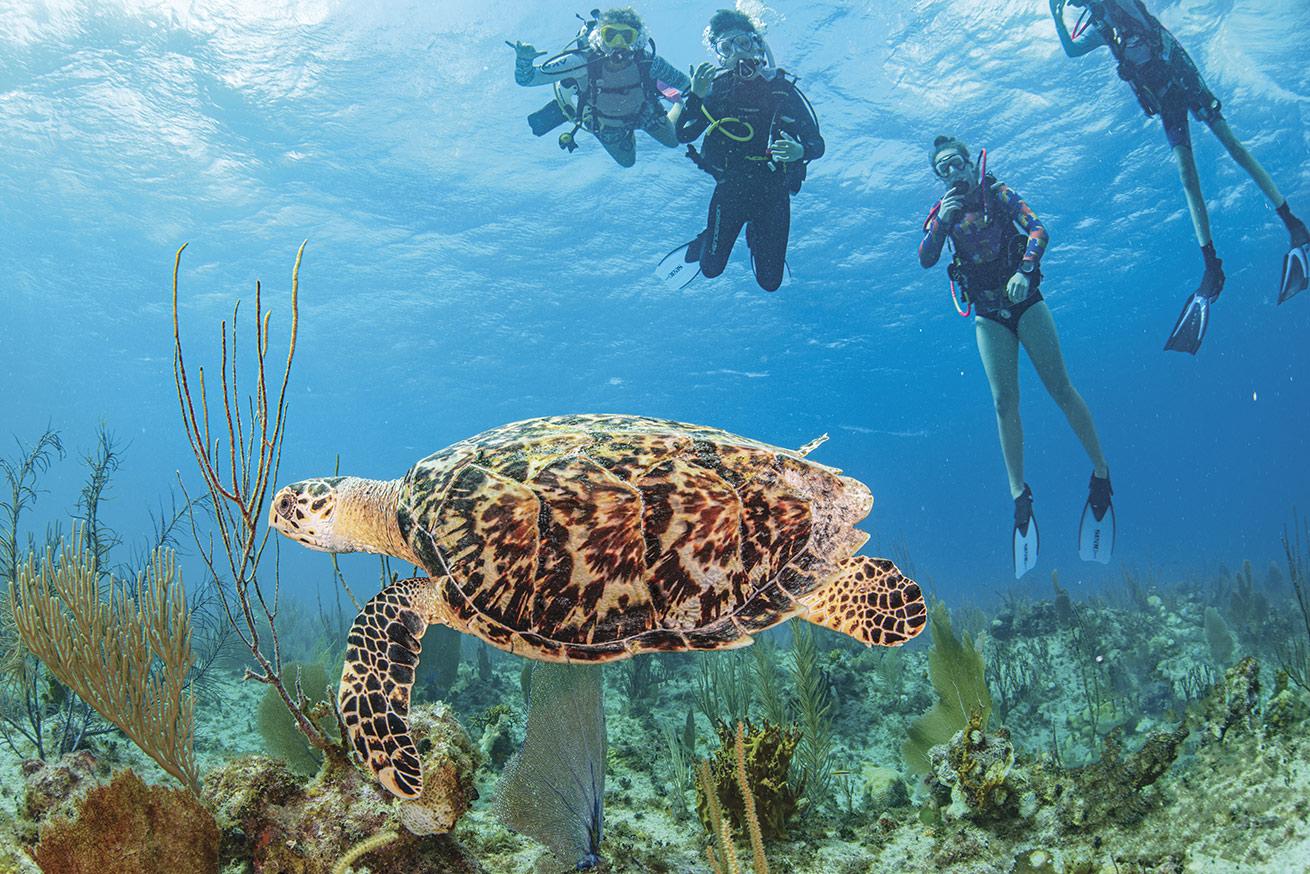 Divers spot a turtle in the Cayman Islands.