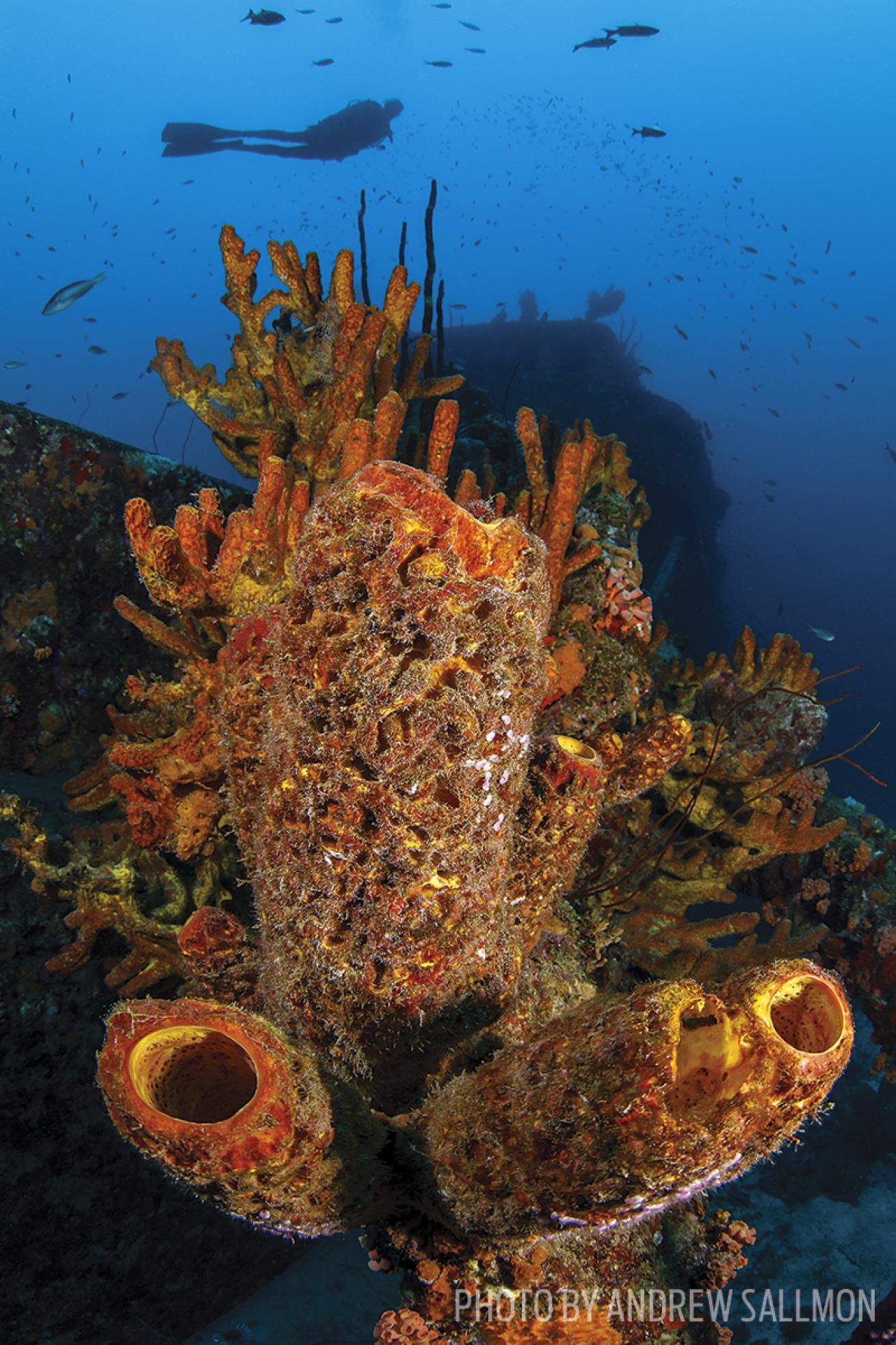 Sponges on the walls and reefs of Curacao